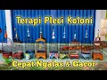 Download Lagu Terapi Pleci Koloni Ngalas Buka Paruh || Simulasi Lomba pleci #terapipleci #simulasilombapleci #pcmi