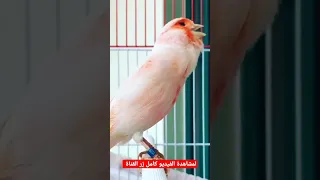 تغريد كناري موزايك نارررر 