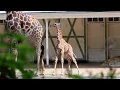 Download Lagu Pasgeboren netgiraffe in ARTIS zet eerste stappen buiten - augustus 2024