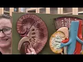 Anatomy Lab v2 0 Unit 4 Urinary System Part 1 - Gross Anatomy