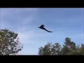 Flying Peacock Compilation