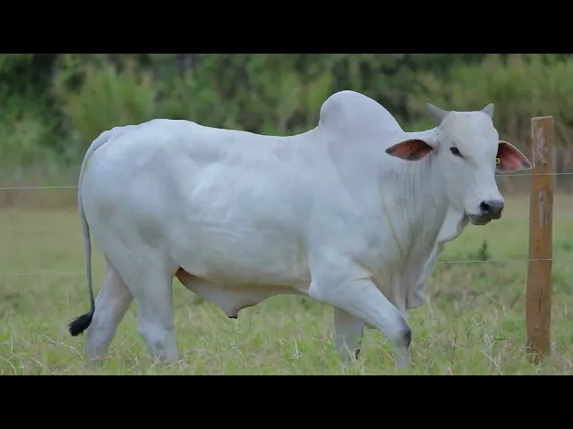 Touro Nelore SABZ - 116