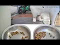 Download Lagu #day4 Muezza \u0026 Qaswa Eating #cats