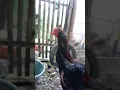 kaki ayamku ini beda #ayamberkualitas #ayamekorlidi #ayam #shortvideo @semuaorangyoutube