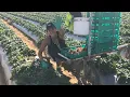 Watch how fast the TOP PICKER in a strawberry farm picks