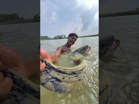 Incredible idea fishing catching method fisherman by hand #fishing #shorts #underwater_fishing