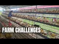 Download Lagu Onze uitdagingen de laatste tijd op de boerderij