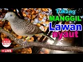 Download Lagu Perkutut Lokal Gacor alam liar sangat manjur buat masteran