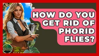 How Do You Get Rid Of Phorid Flies - Reptilian Wonders