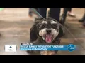 Rescue An Animal Or Donate DenverGov