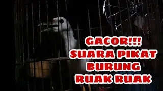 Download SUARA PIKAT RUAK RUAK TERgacor🔝(ORIGINAL) MP3