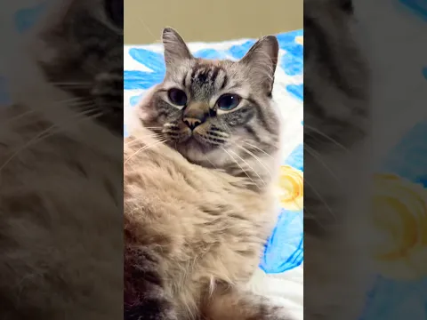 LIKE SI TE GUSTAN LOS GATITOS #gatos #gatitos #cats