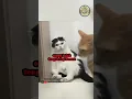 Download Lagu KUCING BELAH TENGAH #shorts