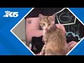 Seattle Area Feline Rescue looks for adopters and new fosters for incoming kittens