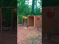 Download Lagu Watch How This Clever Trap Works!  #animaltrap #naturesurvival #survivalskills