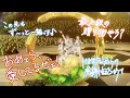 Download Lagu Crazy:B「ハニートラップ・マリアージュ」 あんさんぶるスターズ！！ Music ゲームサイズMV