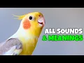 Download Lagu Cockatiel Sounds and Their Meanings | A Complete Guide