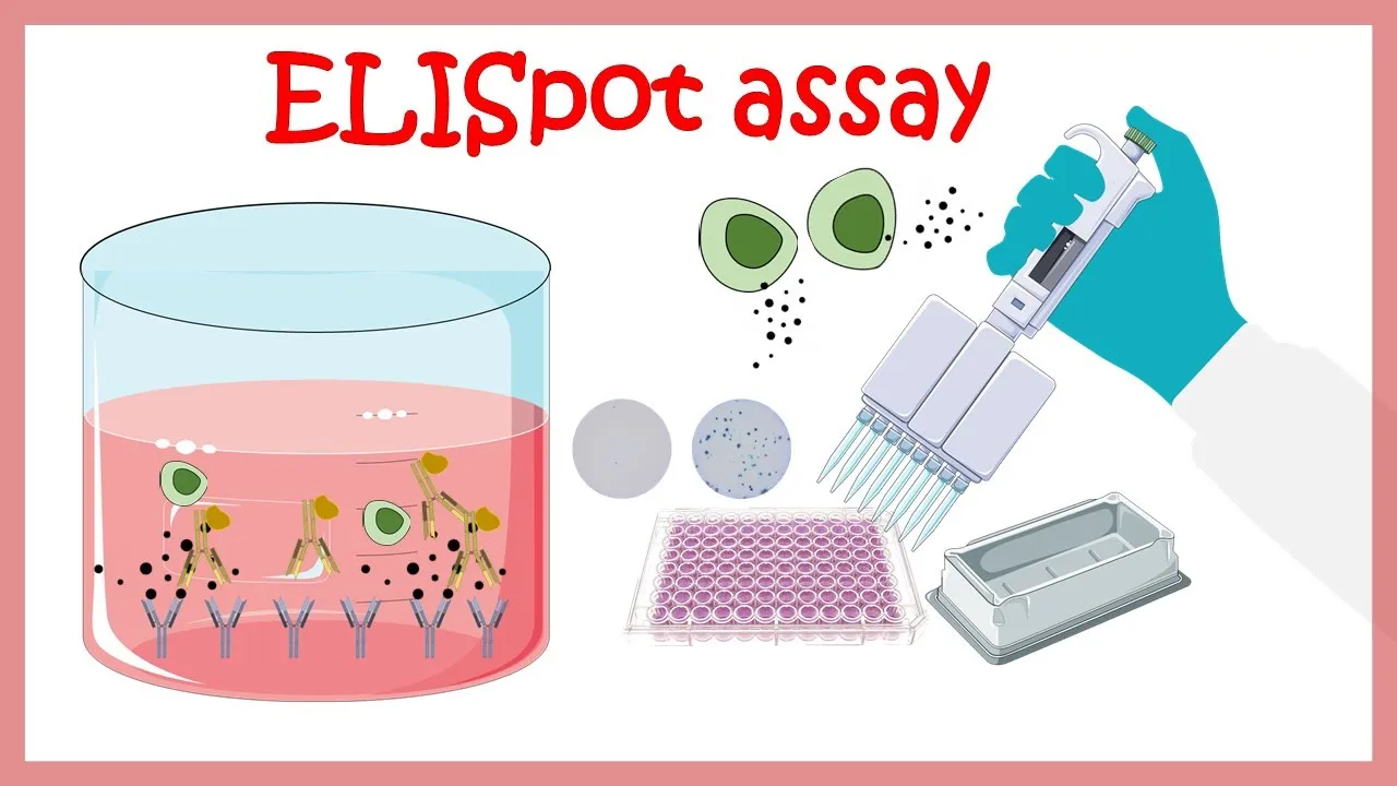 Elispot assay ( assay to determine cytokine producing cells)