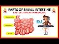 Parts of Small Intestine Explained Easy Way to Learn Duodenum Jejunum Ileum with Mnemonic