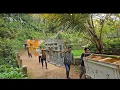 Download Lagu Viral‼️ Perjuangan Jajap Pengantin Di Pedesaan Jawa Barat Dari Lemari Hingga Kulkas Semua Dibawa 