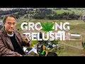 Growing Belushi From Seed to Smoke