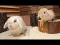 Download Lagu Japanse Konijnencafétour! Schattige konijntjes en heerlijk eten om je hart te doen smelten🐰🧁