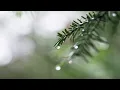 Lotte Kestner - Halo | Beyoncé cover (Rain Edition)