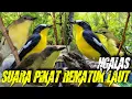 Lagu Suara Pikat Rematuk Laut Ngalas