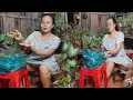 Download Lagu Hari Ini SAYA Mengambil Asli stroberi Mencoba Tanaman