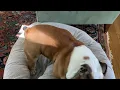 Daily bulldog routine