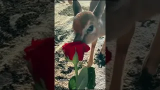 نادر الشراري الله عطاك الحلا والزين منك وفيك 