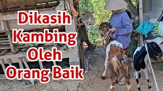 Rejeki Nomplok Dikasih Kambing 2 Ekor Gede Banget