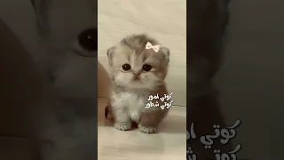 كوتي أمور كوتي شطور كوتي يا حياتي يا كيوتي 