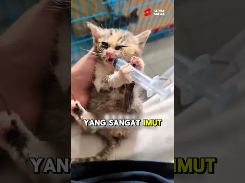 Pria Baik Yang Menemukan Anak Kucing, Tapi Tuhan Berkendak Lain... #shorts #kucinglucu #viral #sedih