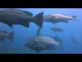 Download Lagu RESERVA MARINA CABO PALOS-ISLAS HORMIGAS 2020