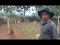 Download Lagu REVIEW ANJING BURU DAN BABI HUTAN JINAK PELIHARAAN PAK HAJI ADE MAJALAYA ‼️ 