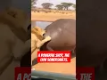 Lagu Hippo and Lion #youtubeshorts #wildlife