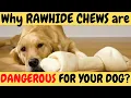 Why Rawhide Chews are DANGEROUS for your DOG