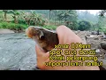 Download Lagu DIAM DIAM SAJA YA KALAU SPOT INI IKAN NILEM DAN MAHSERNYA LAGI HAUP BESOK GAS LAGI #kang_mustofa