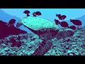 Download Lagu Time For Ocean Aid by Steve Andrews (feat. Crum)