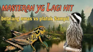 belalang emas vs platuk sampit masteran yang lagi hit