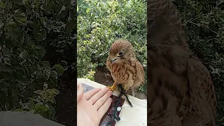 انظر جمال صوت الصقر سبحان الله 