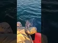 Download Lagu sea totise rescue #funny #bearfunny #animals