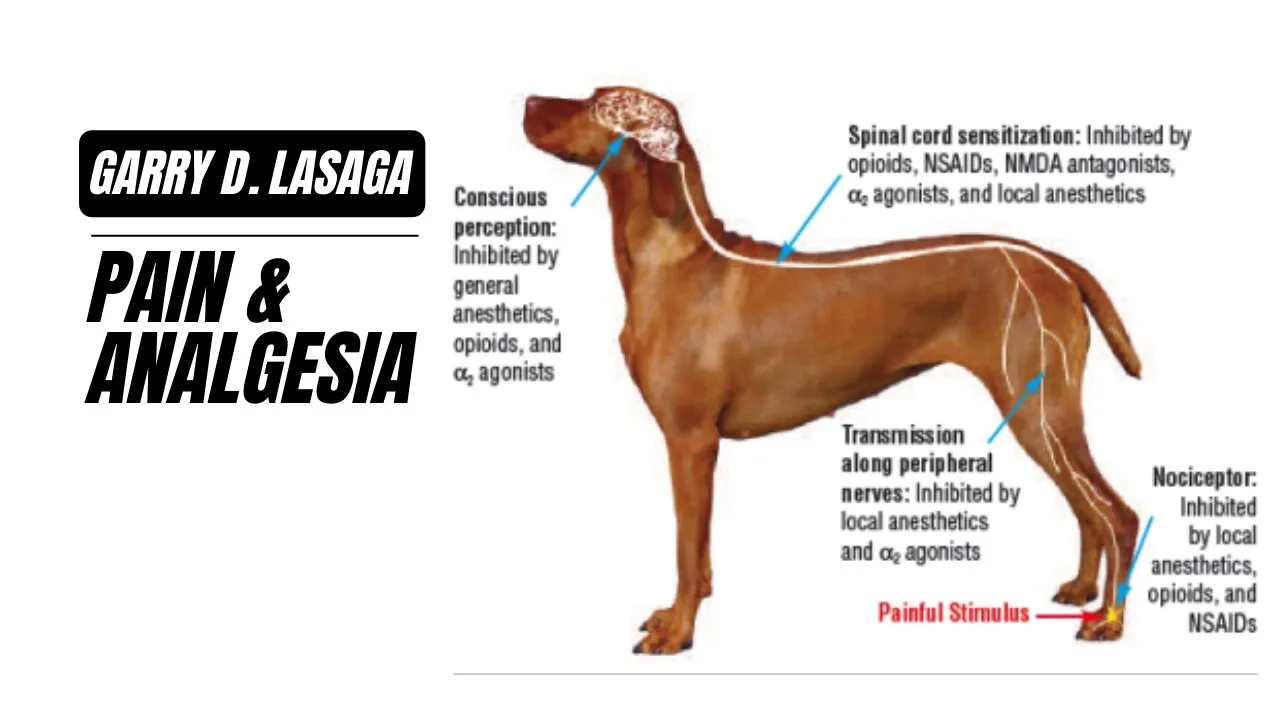 VET PHARMA 1 | Analgesia & Pain Physiology | (2022-2023)