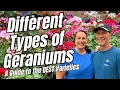 Download Lagu Different Types of Geraniums: A Guide to the BEST Varieties