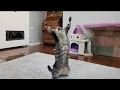 Download Lagu Get a cat they said... It’ll be fun! 😼💥🤣