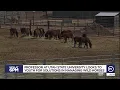 USU professor trying to solve wild horse overpopulation problem