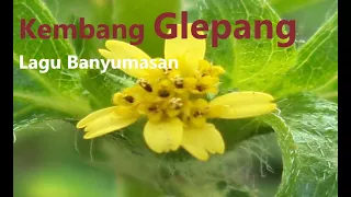 kembang glepang lagu klasik legendaris banyumasan