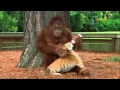 Download Lagu Orangutan Babysits Tiger Cubs (AnimalsMedia.com)