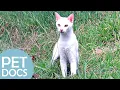 A Wonderful World of Animals | My Animal Friends | Pet Docs